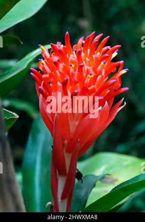 Fiammeggiante fiore della torcia (Billbergia piramidalis). Infiorescenza della bromeliade. Foto Stock