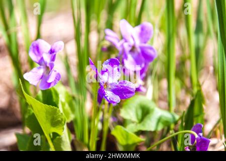 fiore violetto i cui petali sono danneggiati da afidi e altri insetti, fuoco selettivo Foto Stock