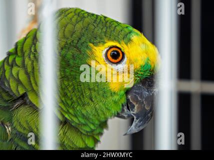 Parrot fronted turchese (Amazona estiva) in gabbia, San Paolo, Brasile Foto Stock