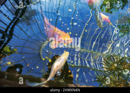 Riflessi di un giardino d'inverno in un laghetto carpe con Carp d'oro. Foto Stock