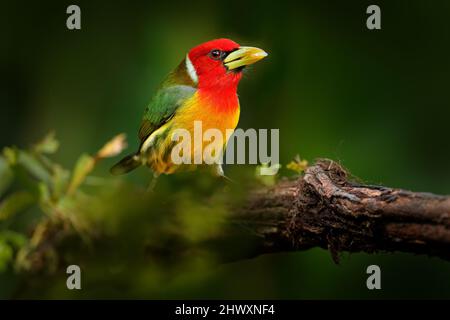 Tropic barbet nella foresta. Barbet con testa rossa, vera Blanca, Costa Rica, uccelli di montagna esotici grigi e rossi, scena faunistica dalla natura. Birdwatching in S. Foto Stock