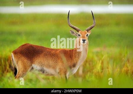 Lechwe, Kobus leche, antilope nelle zone umide d'erba dorata con acqua. Lechve che corre nelle acque del fiume, Okavango delta, Botswana in Africa. Fauna selvatica Foto Stock