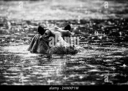 Africa - bianco e nero art. Ippona in acqua durante la pioggia. Fauna selvatica scena dalla natura. Grande mammifero d'acqua dal delta di Okavango, Botswana in Africa. Ciao Foto Stock