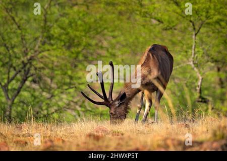 Cervi di sambar, Rusa unicolor, grande animale, subcontinente indiano, Rathambore, India. Cervi in habitat naturale. Bellow maestoso potente animale adulto in asciutto Foto Stock