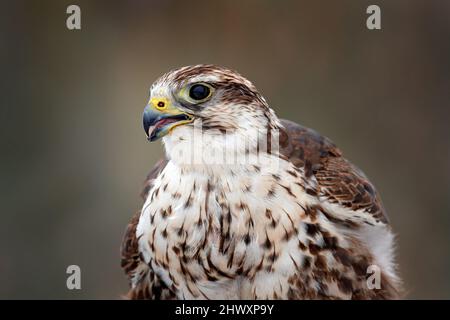 Ritratto di uccello. Gyrfalcon, Falco rusticolus, uccello di preda volare. Primo piano uccello raro con testa bianca grigia. Foresta in inverno freddo, animale in habitat naturale Foto Stock
