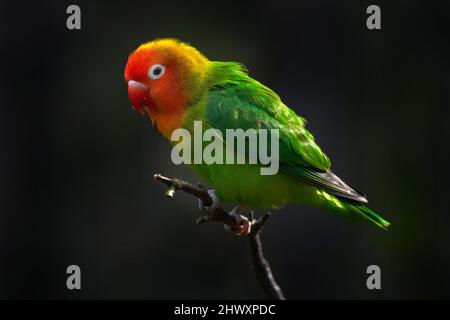 Lilian's Nyasa lovebird, Agapornis lilianae, pappagallo verde rosso verde e verde seduto sul ramo nella foresta tropicale scura. Uccello nell'habitat, Zambia Foto Stock