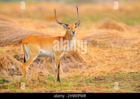 Lechwe, Kobus leche, antilope nelle zone umide d'erba dorata con acqua. Lechve che corre nelle acque del fiume, Okavango delta, Botswana in Africa. Fauna selvatica Foto Stock