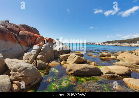 La crosta arancione del lichen Calapilla marina sulla roccia lungo la riva della baia dei fuochi, vicino Binalong Bay, Tasmania, Australia. Foto Stock