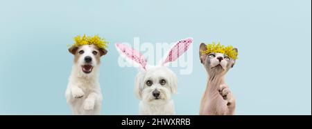 Banner Buona Pasqua. Molla del cane. Divertente happy jack russell in piedi con due gambe e cucciolo maltese con orecchie di coniglio. Isolato su backgrou di colore blu Foto Stock