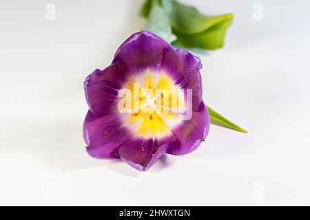 Splendido Tulip viola solitario fotografato su un semplice sfondo bianco Foto Stock