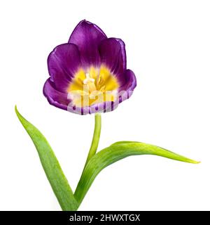 Splendido Tulip viola solitario fotografato su un semplice sfondo bianco Foto Stock