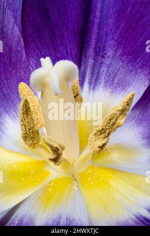 Primo piano di un fiore tulipano aperto che mostra lo stigma, lo stile, lo stamen, l'antera e il polline Foto Stock