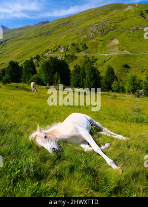 Volpe di un cavallo di Haflinger sul suo pascolo di montagna (Shieling) nelle Alpi Oetztal nella valle di Rofen vicino Vent. Europa, Austria, Tirolo Foto Stock