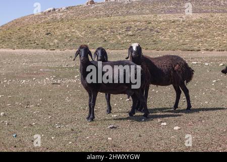 pecore e arieti stanno pascolare sull'altopiano. Paesaggio con pecore e montagne. Foto Stock