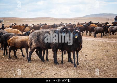 pecore e arieti stanno pascolare sull'altopiano. Paesaggio con pecore e montagne. Foto Stock