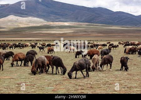 pecore e arieti stanno pascolare sull'altopiano. Paesaggio con pecore e montagne. Foto Stock