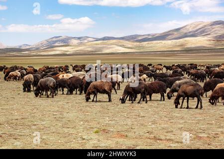 pecore e arieti stanno pascolare sull'altopiano. Paesaggio con pecore e montagne. Foto Stock