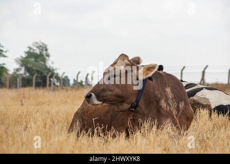 Una vacca svizzera bruna sta posando sul campo giallo. L'allevamento di bovini è uno dei posti di lavoro più popolari nelle zone rurali. Foto Stock