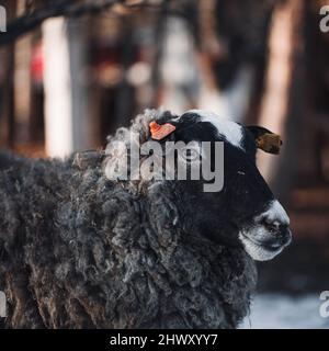 L'allevamento di ovini è un sostentamento molto popolare nel mondo. La pecora romanov partorisce molte prole alla volta. Gli agnelli Romanov sono molto piccoli alla nascita. Foto Stock