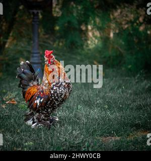 Bantam Gallo colorato sul prato. Foto Stock