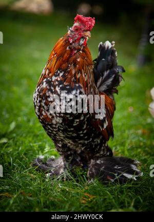 Bantam Gallo colorato sul prato. Foto Stock