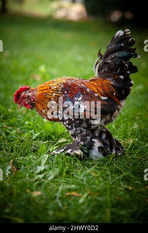 Bantam Gallo colorato sul prato. Foto Stock