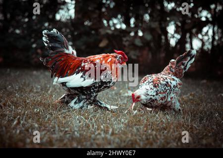 Bantam Rooster e pollo sul prato. Pollo alla bantam colorato e gallo. Foto Stock