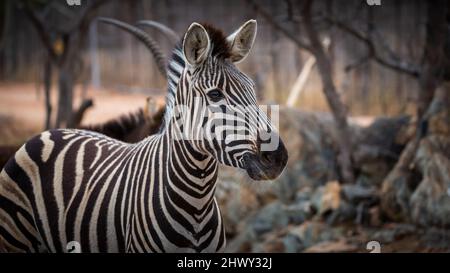 Zebra in Sud africa Foto Stock