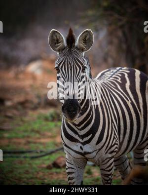 zebra che sembra curioso con uno sfondo sfocato. La foto è stata scattata in Sudafrica Foto Stock