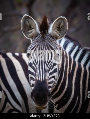 zebra che sembra curioso con uno sfondo sfocato. La foto è stata scattata in Sudafrica Foto Stock