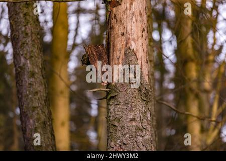 La dieback della foresta a causa della siccità e dell'infestazione di insetto sta progredendo rapidamente Foto Stock