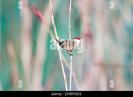 Uccello comune di Waxbill, Estrilda astrild, arroccato nelle alte canne in un prato a Trinidad, Indie Occidentali. Foto Stock