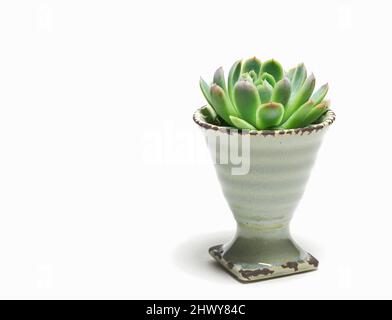 Ottenga creativo con i fiori succulenti. Un Echeveria elegans fiore succulento disposto in una coppa di porcellana - isolato. Foto Stock