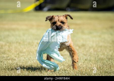 Border Terrier cane alla fine di una gara di richiamo con la borsa in bocca Foto Stock