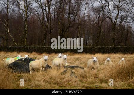 Nosy Cheviot pecore in piedi in campo rurale upland, fissando e guardando la macchina fotografica (facce bianche, orecchie pricked, vaghe volanti) - Yorkshire, Inghilterra, Regno Unito. Foto Stock