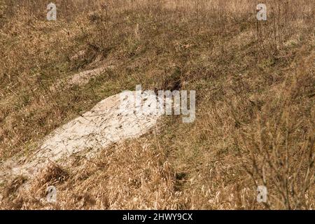 Foxhole in un campo di erba e luce del sole Foto Stock