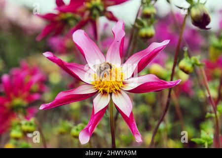 Stella dahlia 'Stella di notte' in fiore Foto Stock