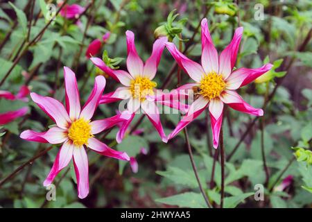 Stella dahlia 'Stella di notte' in fiore Foto Stock