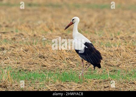 Cicogna bianca in piedi nel campo, primo piano. Alla ricerca di cibo. Sfondo sfocato, spazio di copia. Genere Ciconia Ciconia. Foto Stock