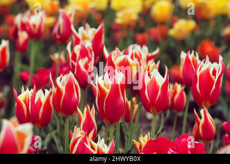 Tulipano fiorito 'Aladdin' in fiore Foto Stock