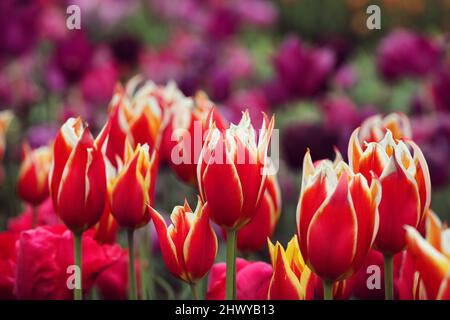 Tulipano fiorito 'Aladdin' in fiore Foto Stock