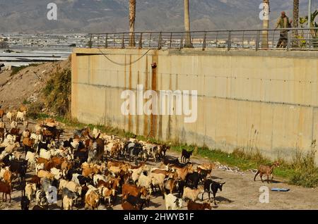 Mandria di capre che camminano sul fondo del fiume asciutto a Roquetas de Mar Almeria Spagna meridionale. Foto Stock