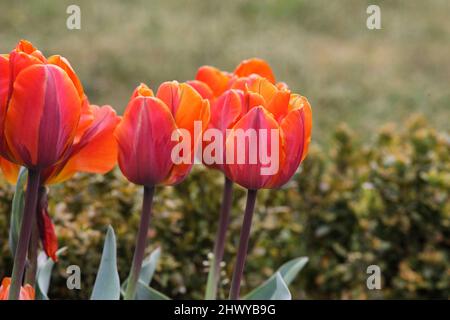 Tulipano trionfo singolo arancione e rosa 'Principessa Irene' in fiore Foto Stock