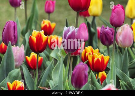 Una varietà di tulipani colorati in fiore Foto Stock