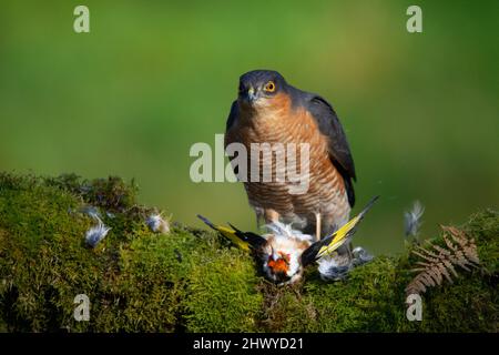 Bird of Prey - Sparrowhawk (Accipiter nisus), noto anche come lo sparrowhawk settentrionale o lo sparrowhawk seduto su un tronco coperto di muschio in Scozia Foto Stock