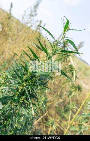 La cima di una pianta di cannabis sativa nel suo periodo di maturazione. Orizzonte rotto Foto Stock