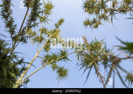 Rami di cannabis sativa cespugli contro il cielo blu. Vista dal basso verso l'alto. Angolo medio di messa a fuoco Foto Stock