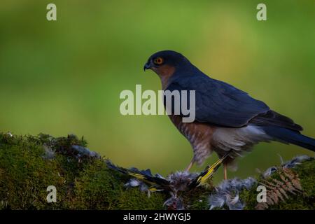 Bird of Prey - Sparrowhawk (Accipiter nisus), noto anche come lo sparrowhawk settentrionale o lo sparrowhawk seduto su un tronco coperto di muschio in Scozia Foto Stock