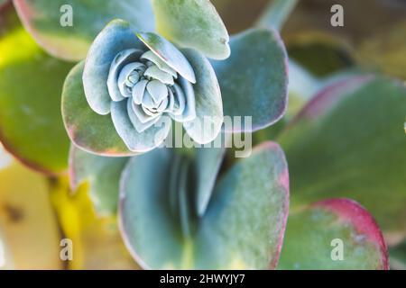 Primo piano di flapjack succulente. Foto Stock