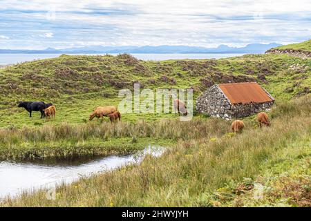 Bestiame al pascolo presso la costa vicino Kildorais nel nord dell'isola di Skye, Highland, Scozia Regno Unito. Foto Stock